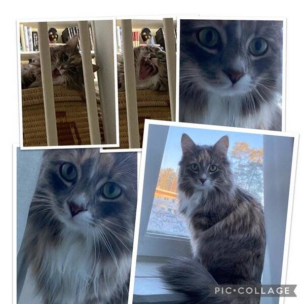 Katt