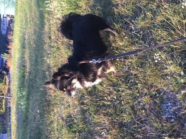 Hund