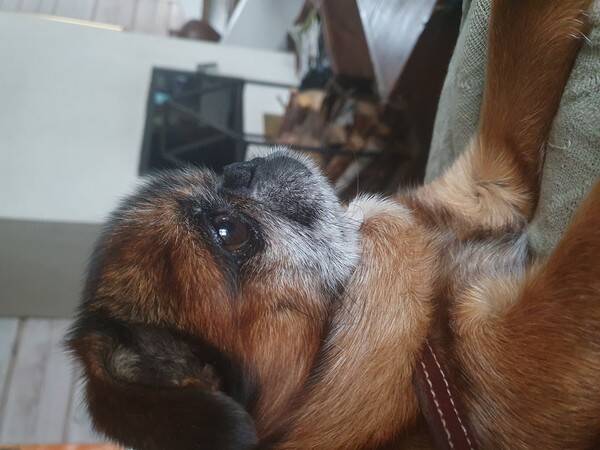 Hund