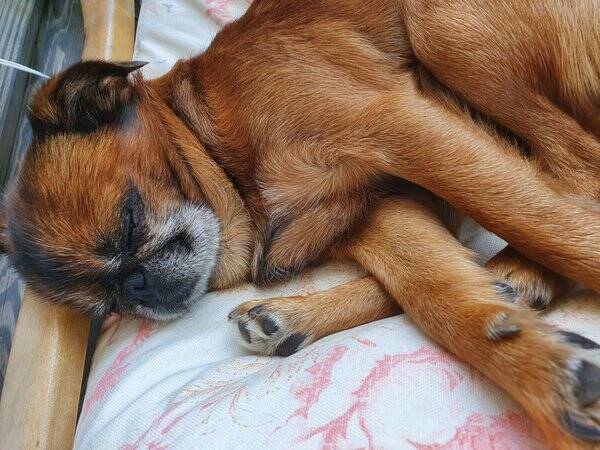 Hund