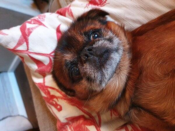 Hund