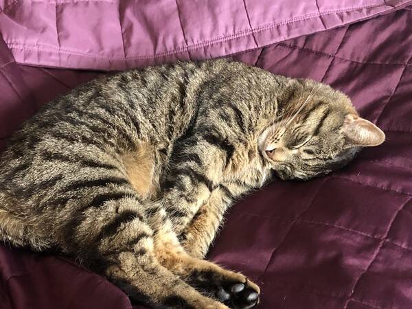 Katt