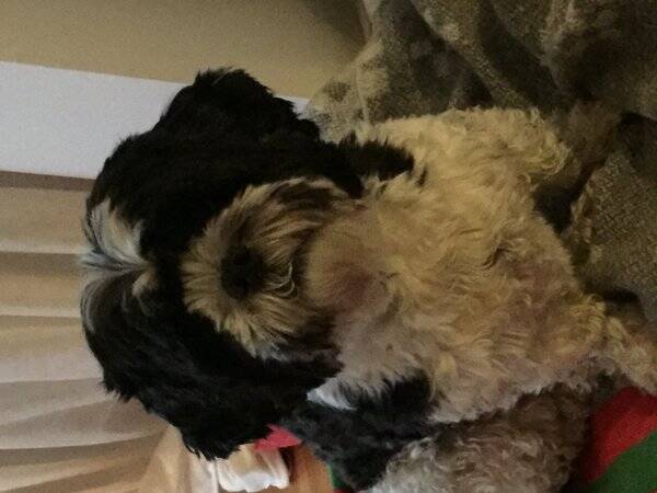 Hund