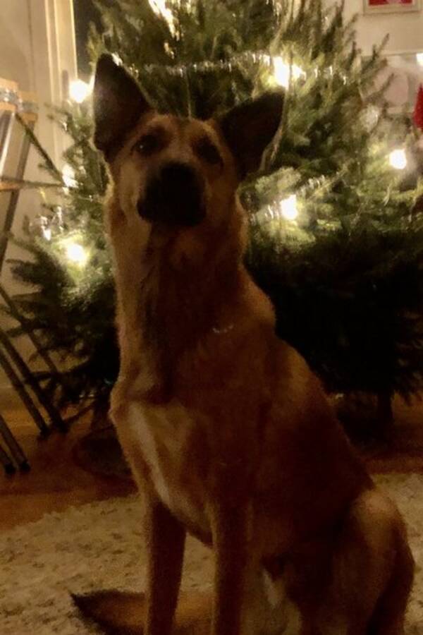 Hund - Fox