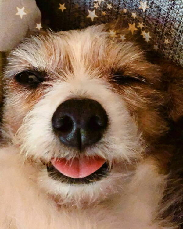 Hund - Affie!