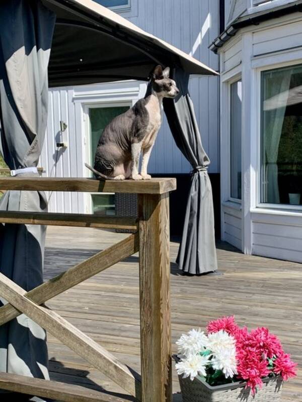 Katt