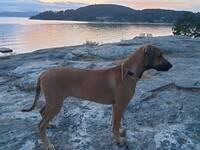 Hund