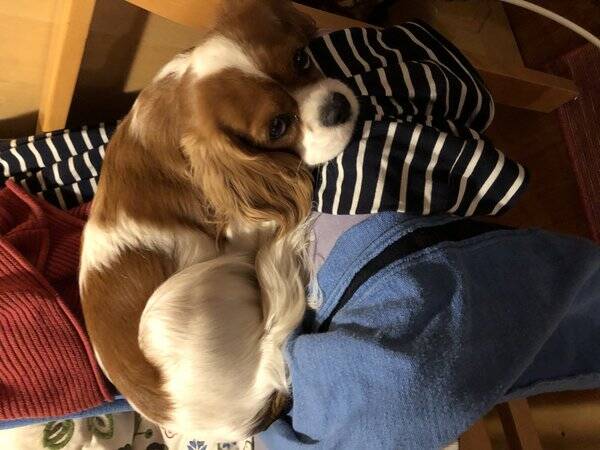 Hund