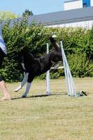 Hund Hund