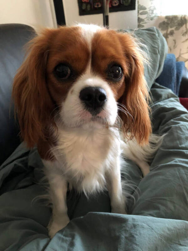Hund