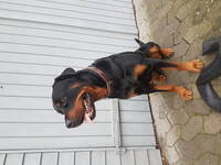 Hund Hund