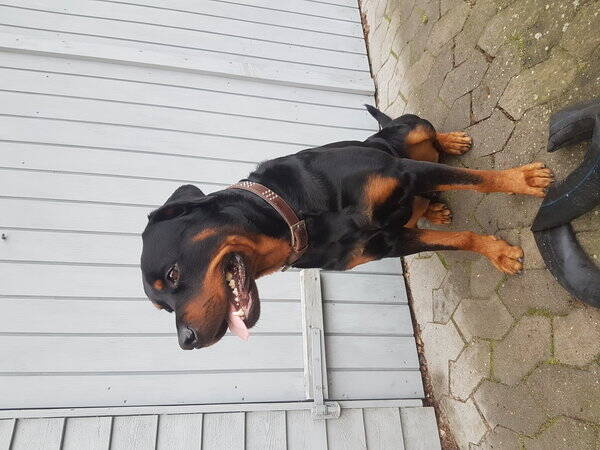 Hund Hund