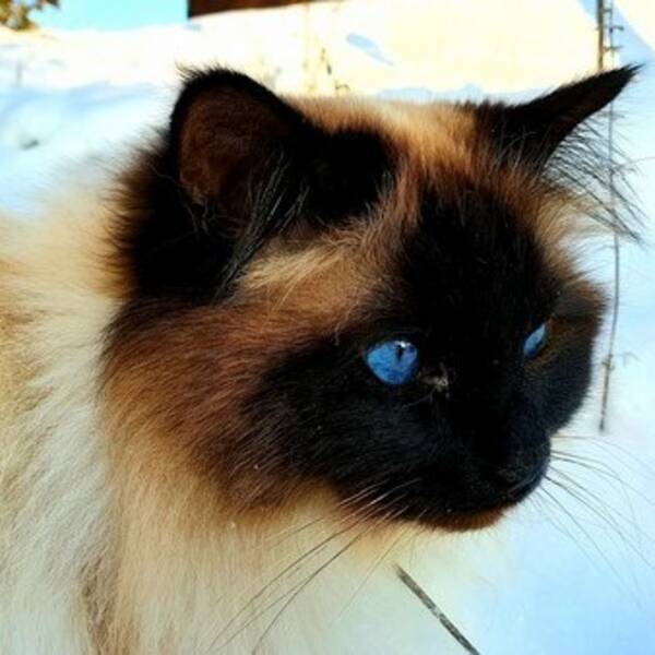 Katt