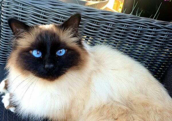 Katt