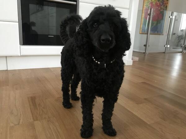 Hund Hund