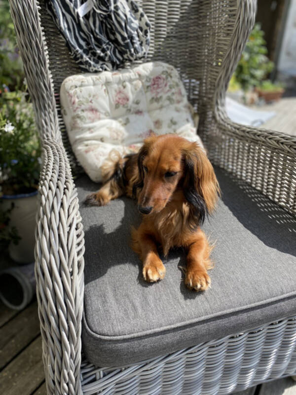 Hund