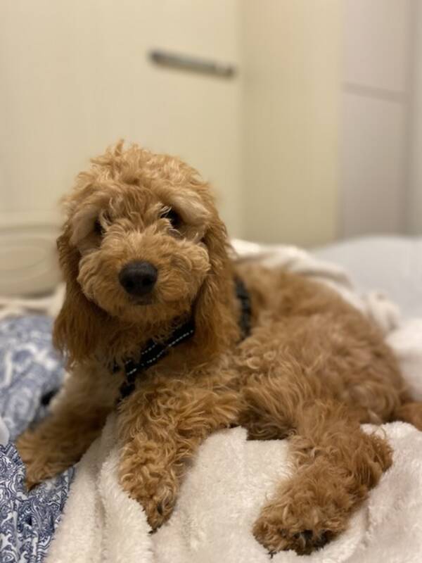 Hund