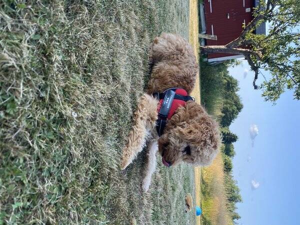Hund