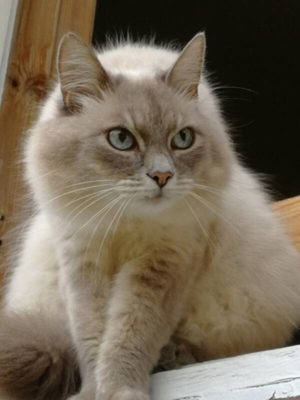 Katt