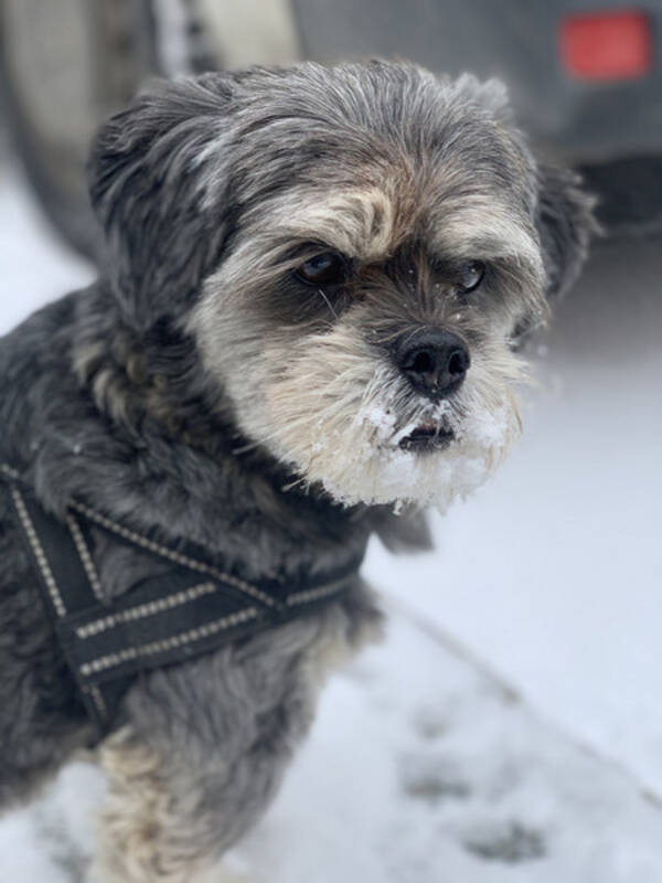 Hund