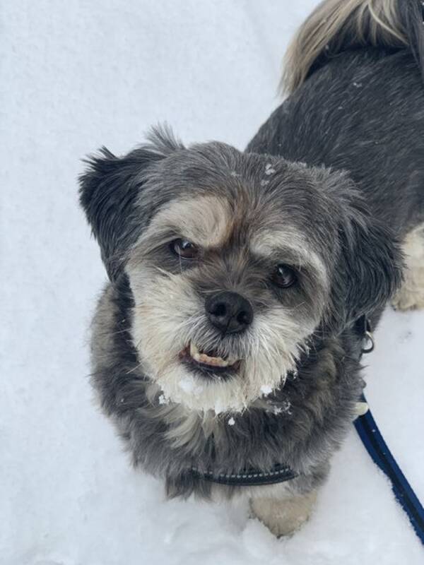 Hund