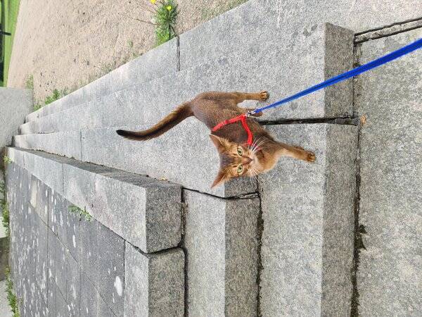 Katt