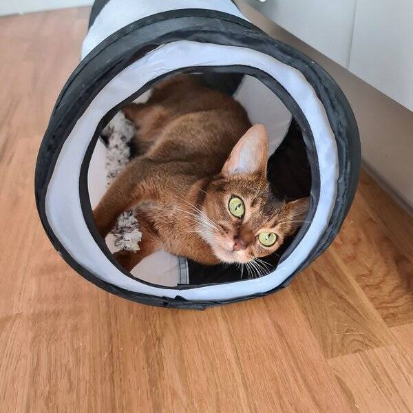 Katt