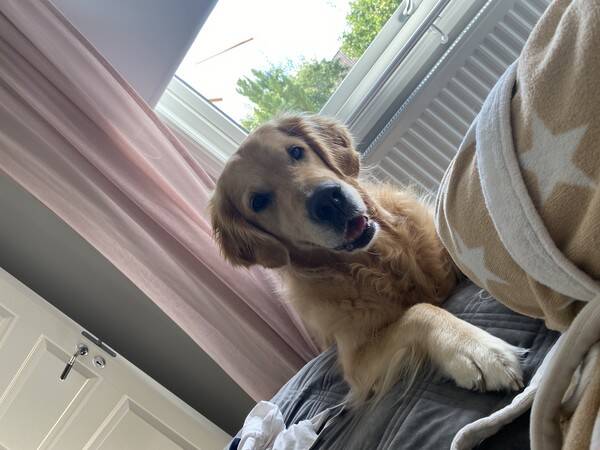 Hund