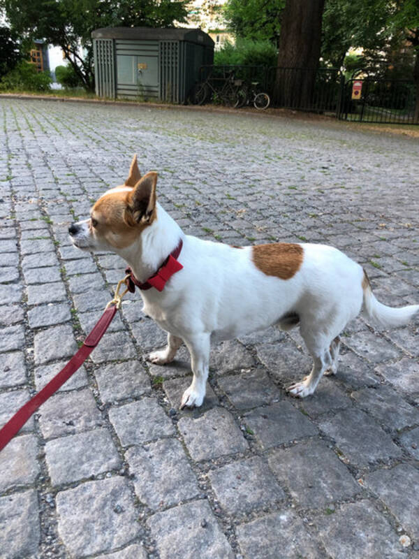 Hund