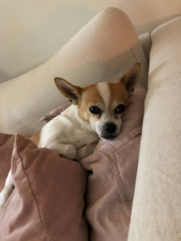 Hund