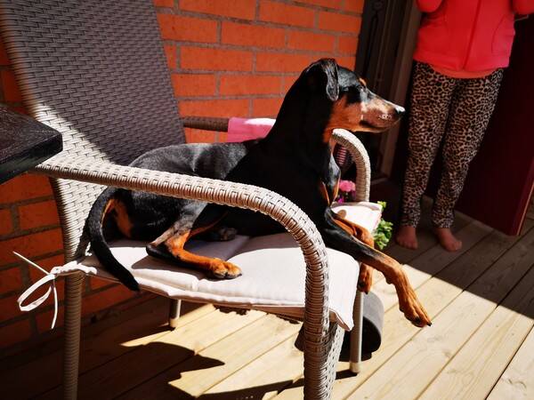 Hund