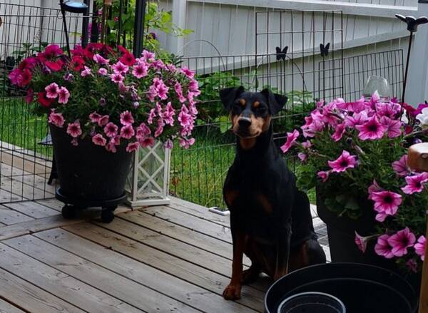 Hund