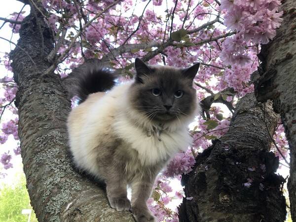 Katt