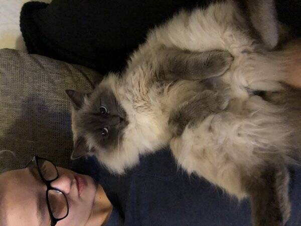 Katt