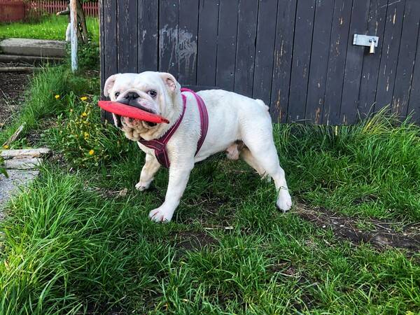 Hund