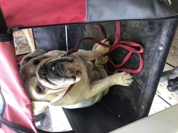 Hund