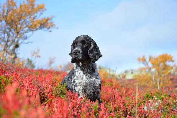 Hund