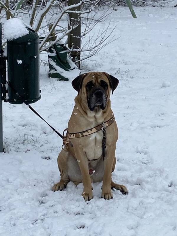 Hund