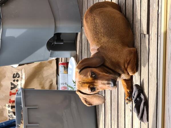 Hund
