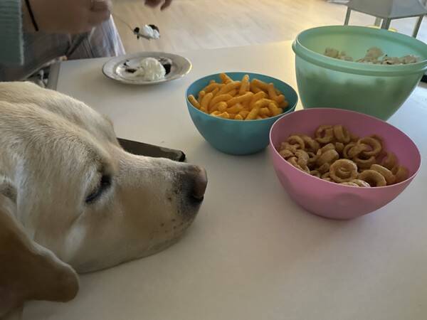 Hund