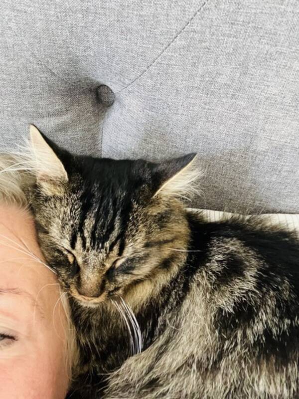 Katt