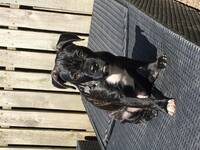 Hund Hund