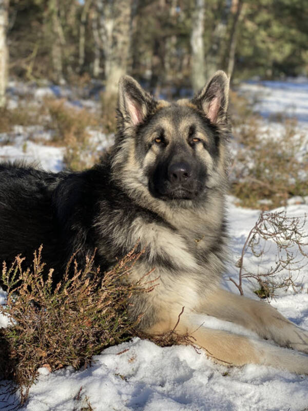 Hund