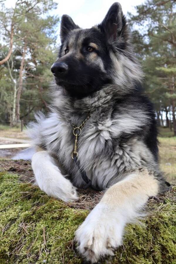 Hund