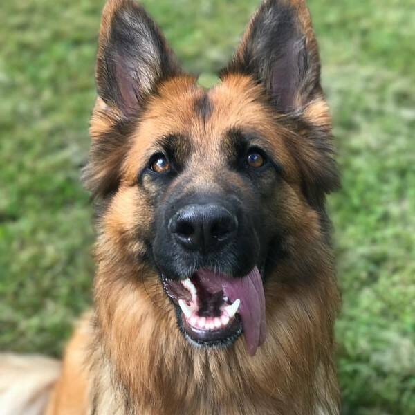 Hund
