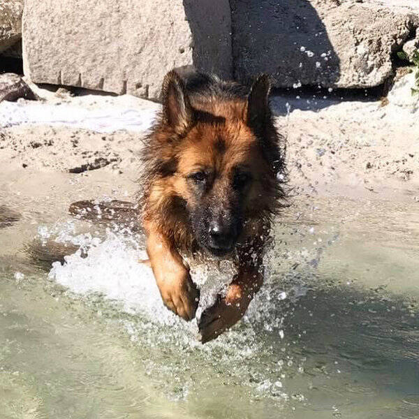Hund