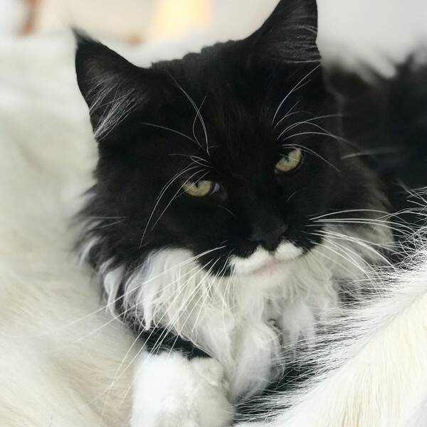 Katt
