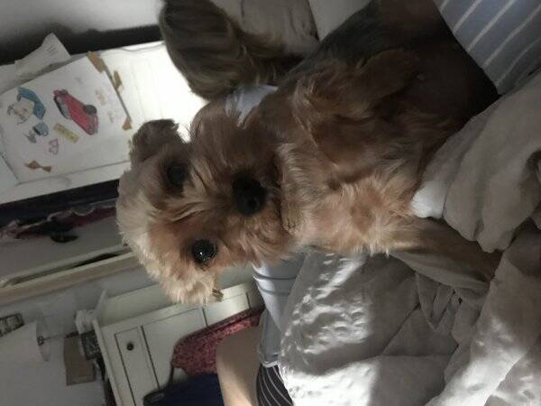Hund