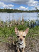 Hund