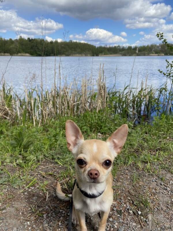 Hund
